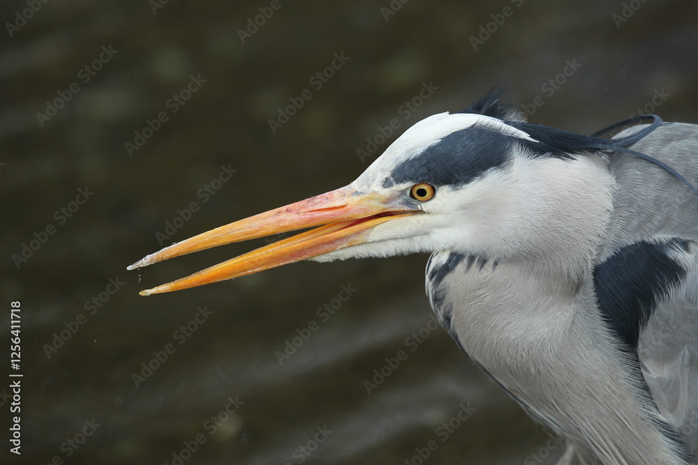 Dublin, Ireland - 30th March 2013 - a close up side profile photo of the head of a grey heron in Dublin city Dublin, Ireland - 30th March 2013 - a close up side profile photo of the head of a grey heron in Dublin city
