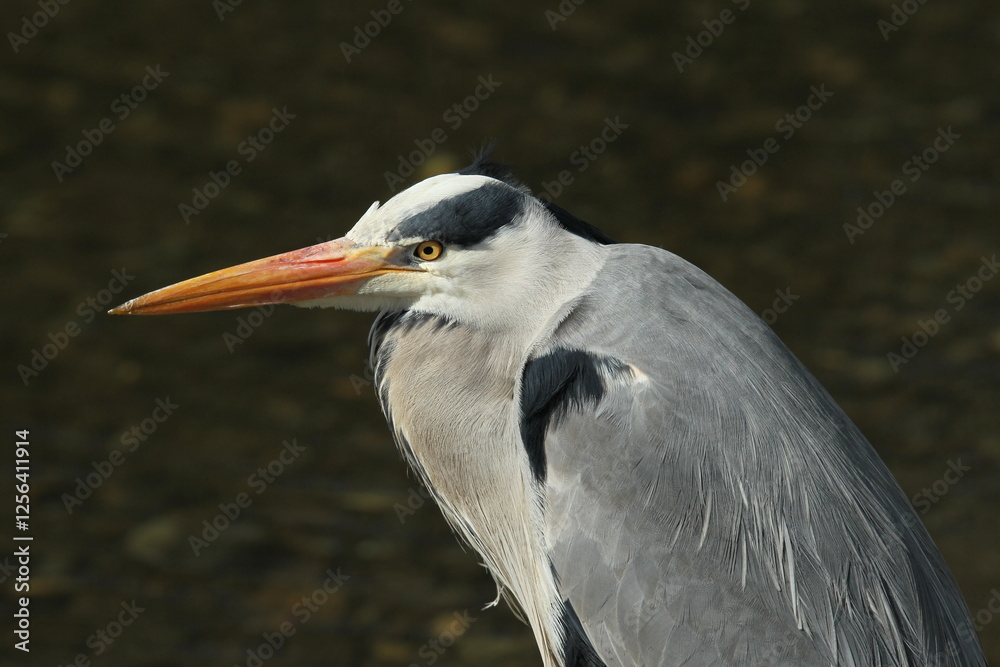 Dublin, Ireland - 30th March 2013 - a close up side profile photo of the head of a grey heron in Dublin city Dublin, Ireland - 30th March 2013 - a close up side profile photo of the head of a grey heron in Dublin city