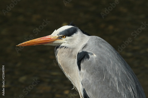 Dublin, Ireland - 30th March 2013 - a close up side profile photo of the head of a grey heron in Dublin city