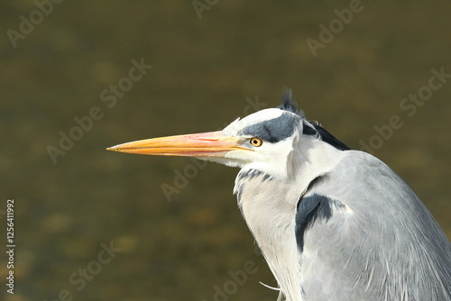 Dublin, Ireland - 30th March 2013 - a close up side profile photo of the head of a grey heron in Dublin city