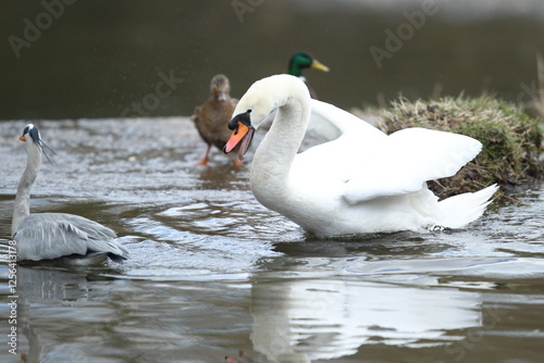 Dublin, Ireland - 30th March 2013 - a swan hissing at a grey heron as it retreats after a fight over food in a Dublin river in Dublin city