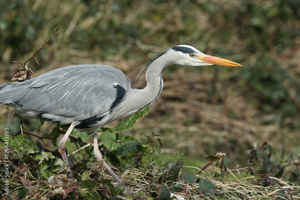 Fototapeta premium Dublin, Ireland - 30th March 2013 - a grey heron in the River Dodder in Dublin city
