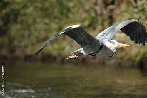 Dublin, Ireland - 30th March 2013 - a grey heron in flight on a sunny day in Dublin city