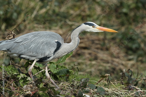 Dublin, Ireland - 30th March 2013 - a grey heron in the River Dodder in Dublin city