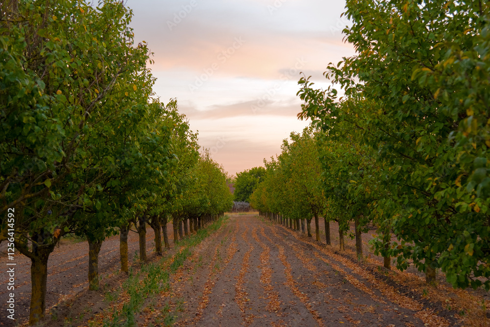 Naklejka premium Orchard at dusk