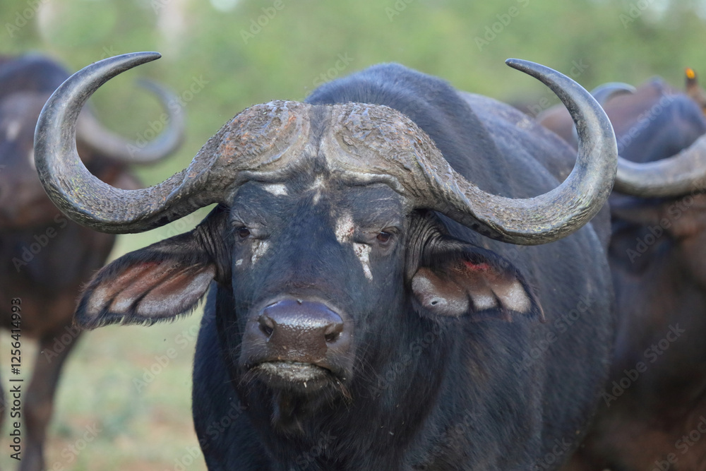 Fototapeta premium Kaffernbüffel / African buffalo / Syncerus caffer