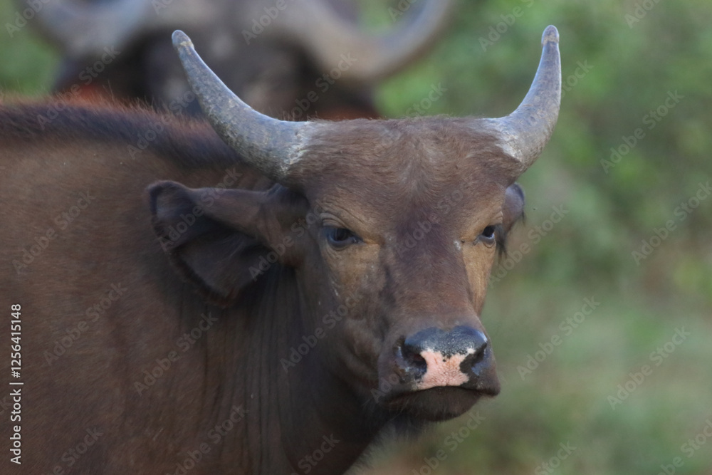 Kaffernbüffel / African buffalo / Syncerus caffer Kaffernbüffel / African buffalo / Syncerus caffer