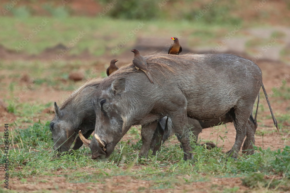 Warzenschwein und Gelbschnabel-Madenhacker / Warthog and Yellow-billed oxpecker / Phacochoerus africanus et Buphagus africanus.... Warzenschwein und Gelbschnabel-Madenhacker / Warthog and Yellow-billed oxpecker / Phacochoerus africanus et Buphagus africanus....