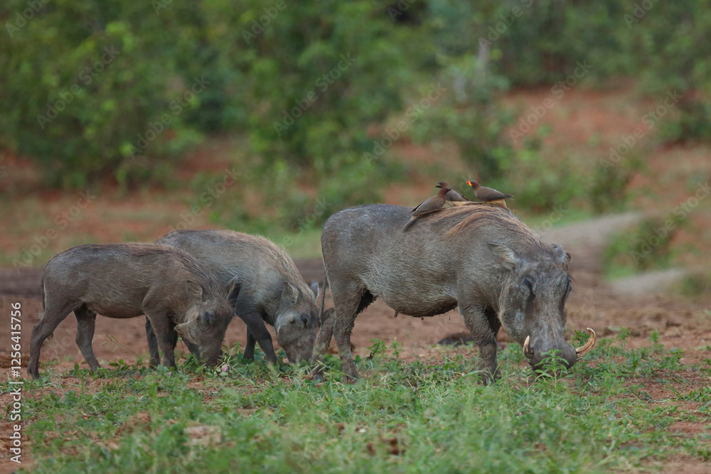 Warzenschwein und Gelbschnabel-Madenhacker / Warthog and Yellow-billed oxpecker / Phacochoerus africanus et Buphagus africanus. Warzenschwein und Gelbschnabel-Madenhacker / Warthog and Yellow-billed oxpecker / Phacochoerus africanus et Buphagus africanus.