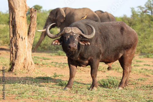Schilderij op canvas Kaffernbüffel und Gelbschnabel-Madenhacker / African buffalo and Yellow-billed oxpecker / Syncerus caffer et Buphagus africanus