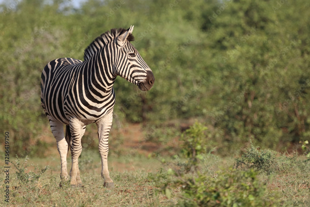 Fototapeta premium Steppenzebra / Burchell's zebra / Equus quagga burchellii