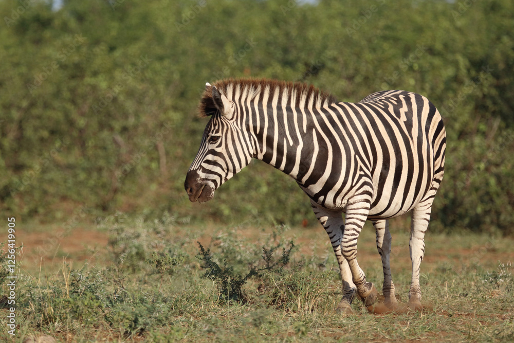 Steppenzebra / Burchell's zebra / Equus quagga burchellii Steppenzebra / Burchell's zebra / Equus quagga burchellii