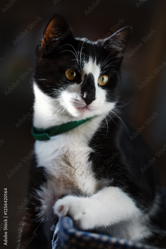 Portrait of a young black and white cat on a dark background Portrait of a young black and white cat on a dark background