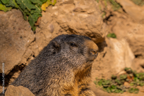 olie portrait d'une marmotte prenant le soleil un soir d'automne photo