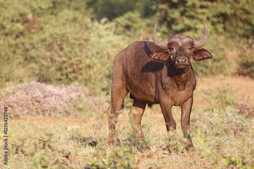 Kaffernbüffel / African buffalo / Syncerus caffer Kaffernbüffel / African buffalo / Syncerus caffer