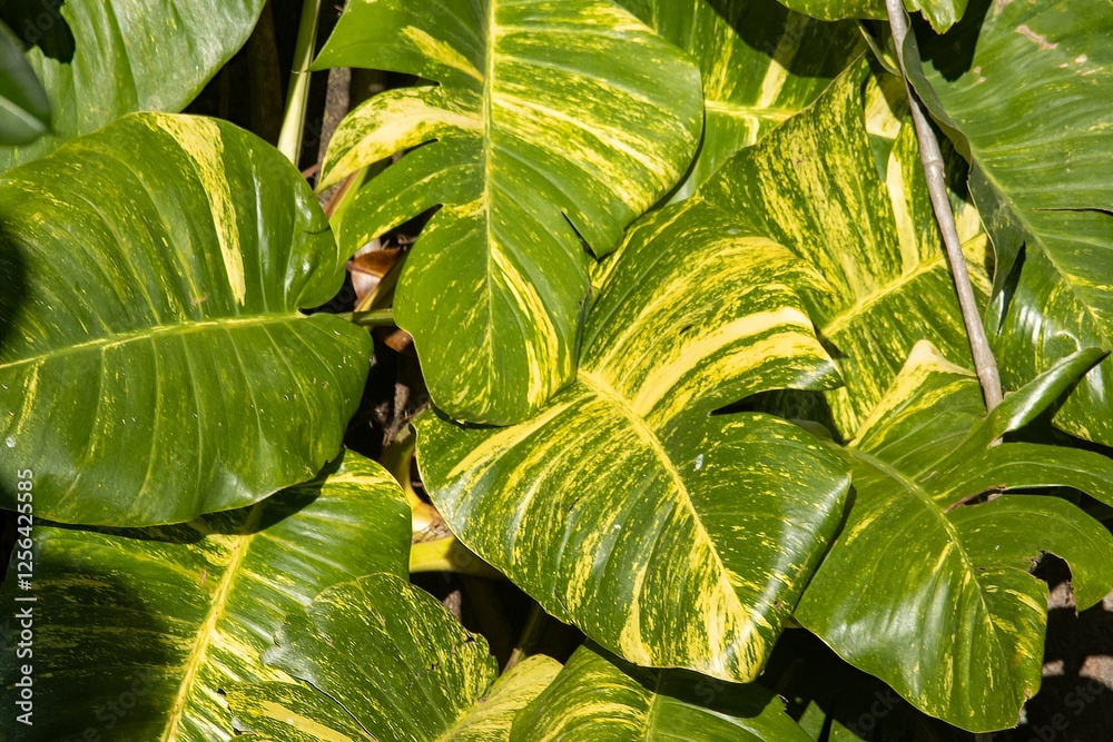 Foliage of a Centipede tongavine, Epipremnum pinnatum