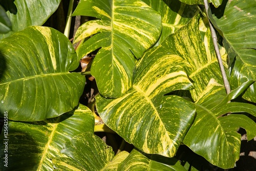 Obraz na płótnie Foliage of a Centipede tongavine, Epipremnum pinnatum w salonie