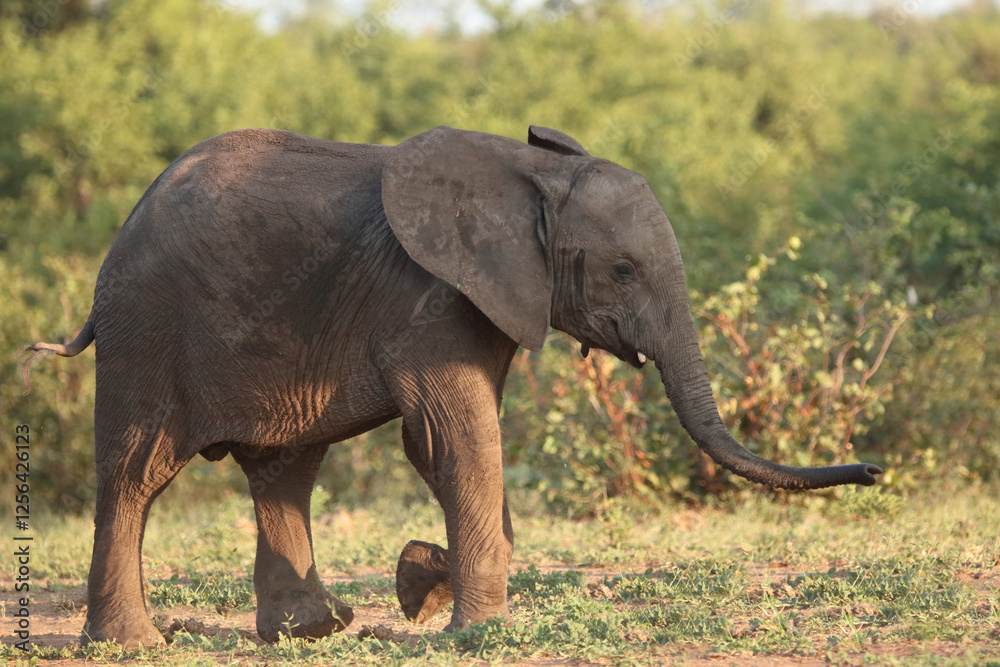 Fototapeta premium Afrikanischer Elefant / African elephant / Loxodonta africana