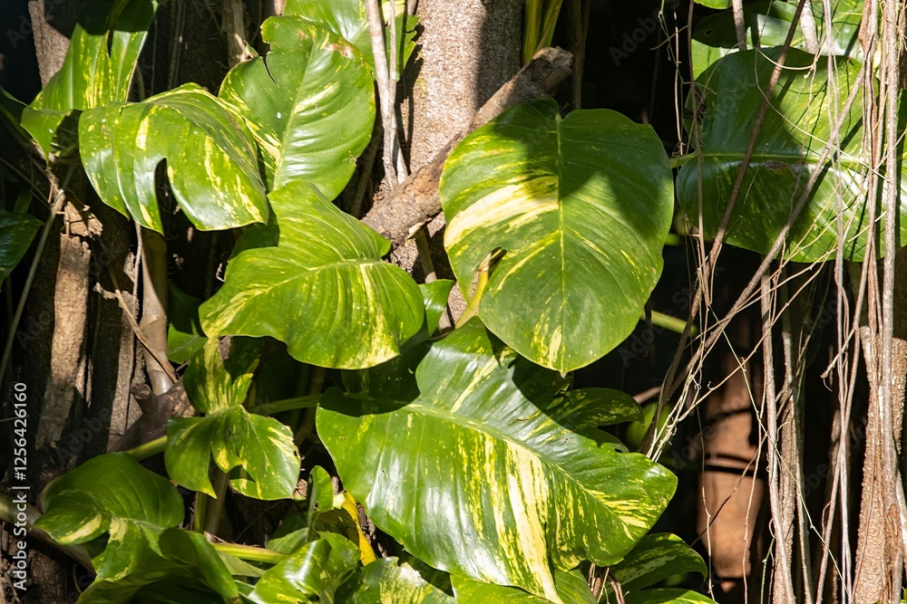 Foliage of a Centipede tongavine, Epipremnum pinnatum