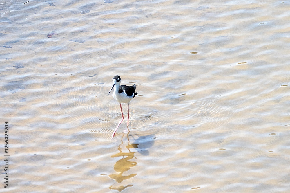 A black necked stilt, Himantopus mexicanus, in shallow water of a river