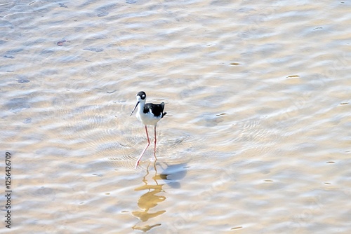 Obraz na płótnie A black necked stilt, Himantopus mexicanus, in shallow water of a river w salonie
