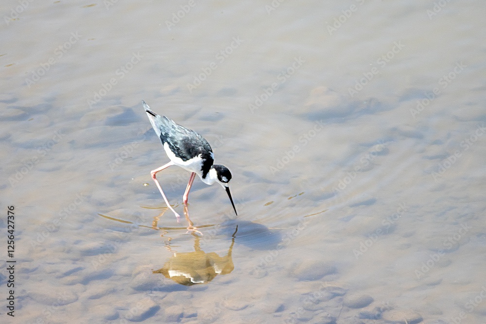 A black necked stilt, Himantopus mexicanus, in shallow water of a river