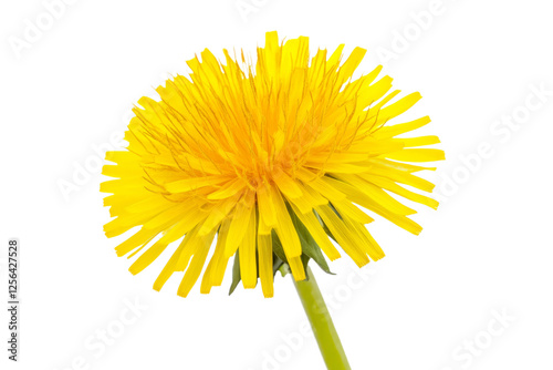 Single yellow flower with a stem