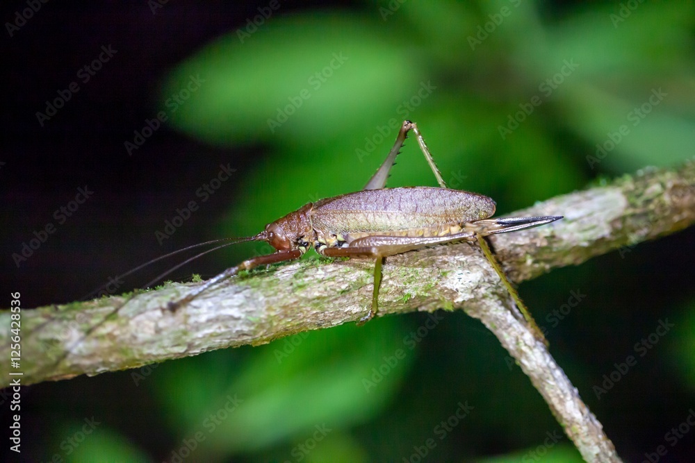 Bush crickets, Pseudophyllinae, on a branch
