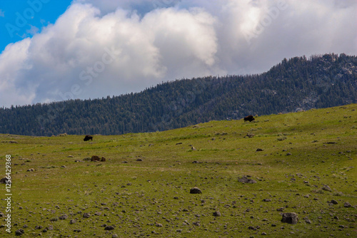 Buffalo grazing in Lamar Valley in Yellowstone National Park, Wyoming photo