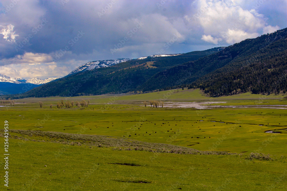 Herds of buffalo in Larmar Valley with snowcapped mounts in Yellowstone National Park, Wyoming Herds of buffalo in Larmar Valley with snowcapped mounts in Yellowstone National Park, Wyoming