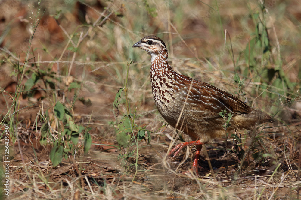 Schopffrankolin / Crested francolin / Dendroperdix sephaena Schopffrankolin / Crested francolin / Dendroperdix sephaena