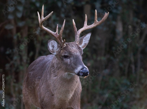 Closeup of an old white-tail deer buck. photo