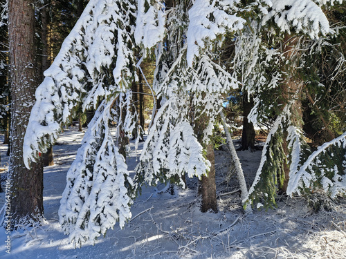 Snow-covered trees on Monte Bondone in Italy photo