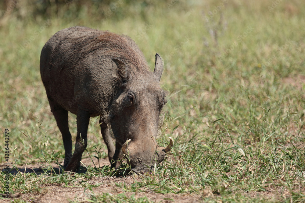 Warzenschwein / Warthog / Phacochoerus africanus.. Warzenschwein / Warthog / Phacochoerus africanus..