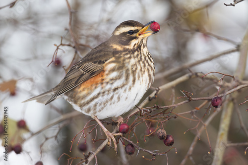 Photos juvenile Redwing Turdus iliacus eating hawthorn berry in winter in Greifswald, G