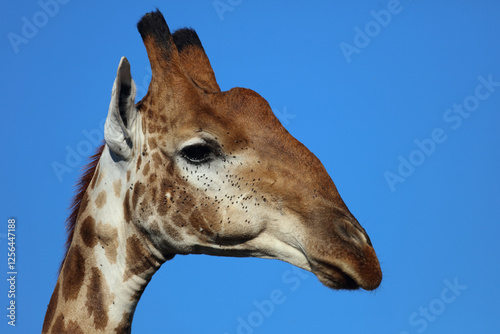 Canvas Print Giraffe / Giraffe / Giraffa camelopardalis