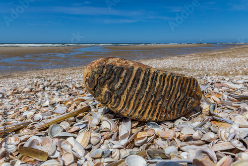 fossilized mammoth tooth lying on beach at the zandmotor coastal defence on the dutch coast