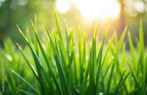 Fresh lemongrass grown in garden herbs with medicinal properties. Aromatic herb spice ingredient for cooking. Used in asian cuisine. Abstract background, texture. Green plant with sunlight.