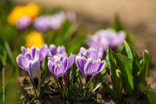 Crocuses with purple and white petals are emerging from the ground, announcing the arrival of spring