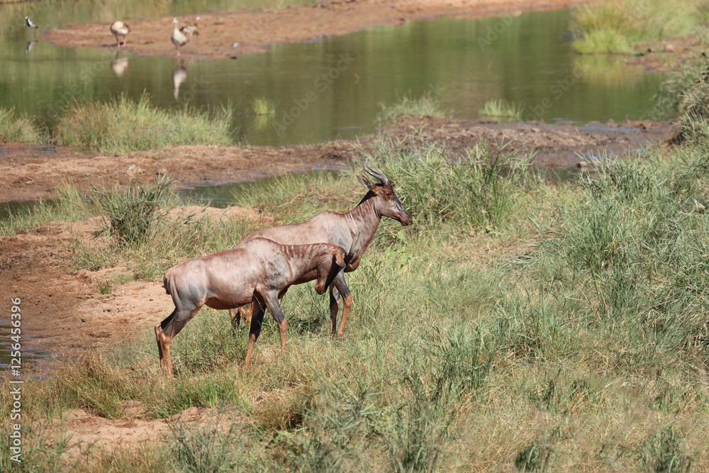 Naklejka premium Leierantilope oder Halbmondantilope / Common tsessebe / Damaliscus lunatus