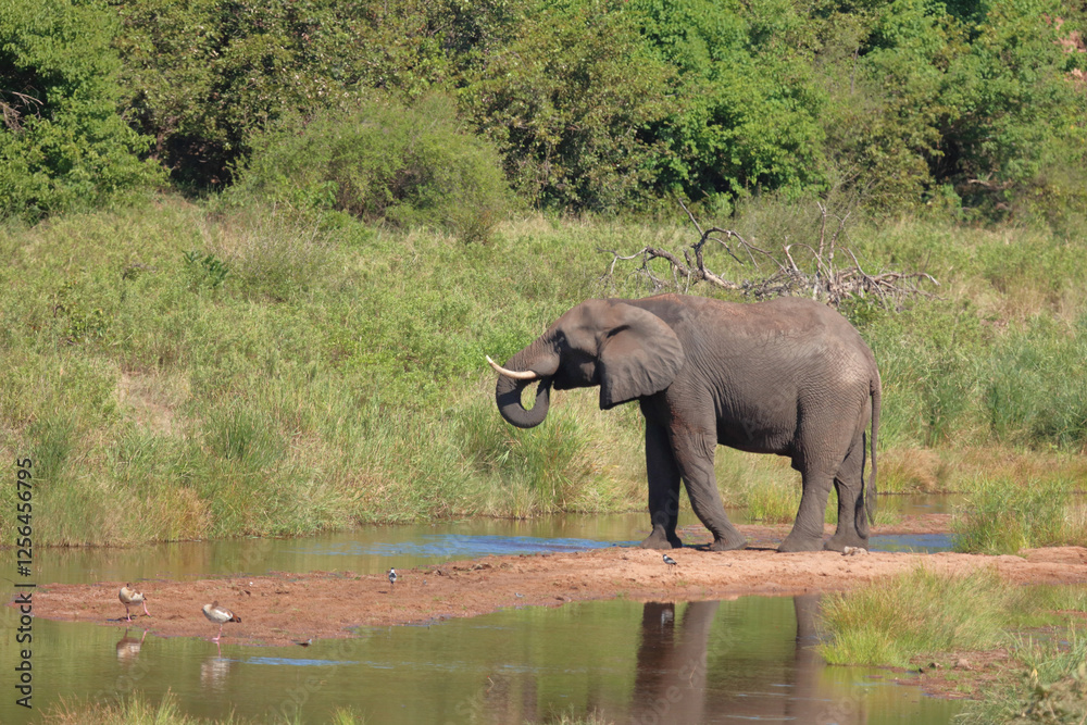 Fototapeta premium Afrikanischer Elefant im Tsendze River/ African elephant in Tsendze River / Loxodonta africana