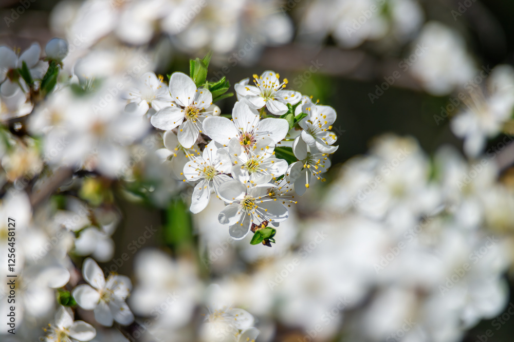 Cherry blossom flowers on a sunny spring day Cherry blossom flowers on a sunny spring day