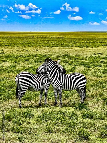 zebra in green grass