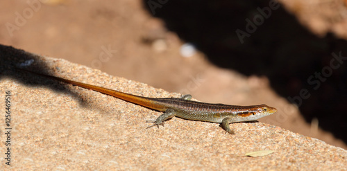 Fünfstreifenskink oder Blauschwanzskink / African five-lined skink or Rainbow skink / Mabuya quinquetaeniata uel Trachylepis quinquetaeniata photo