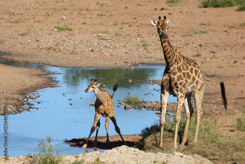 Giraffe / Giraffe / Giraffa camelopardalis photo