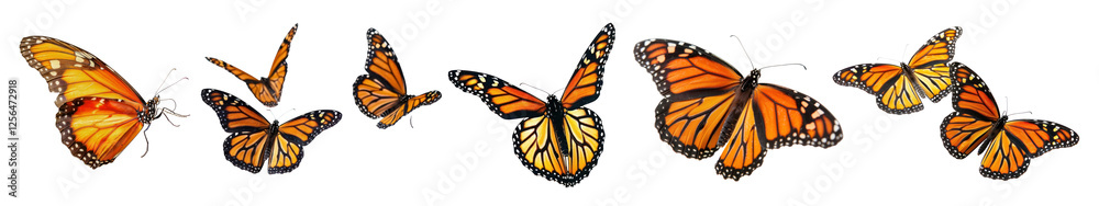 Fototapeta premium PNG Vibrant monarch butterflies in flight, element set on transparent background