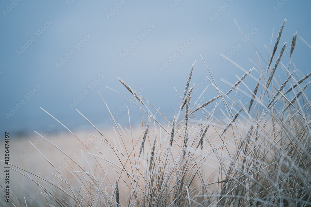Obraz premium Winter Morning with Frozen Sand