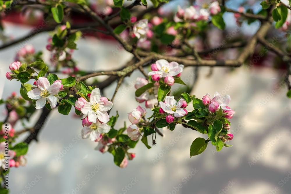 Obraz premium Beautiful apple tree branch blooming with delicate pink and white flowers in spring, nature background