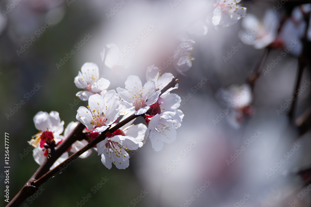 Beautiful white flowers blooming on a branch, illuminated by sunlight, creating a dreamy and romantic atmosphere Beautiful white flowers blooming on a branch, illuminated by sunlight, creating a dreamy and romantic atmosphere