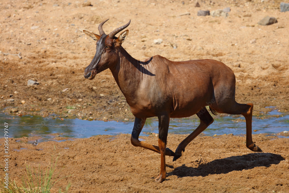 Fototapeta premium Leierantilope oder Halbmondantilope / Common tsessebe / Damaliscus lunatus.